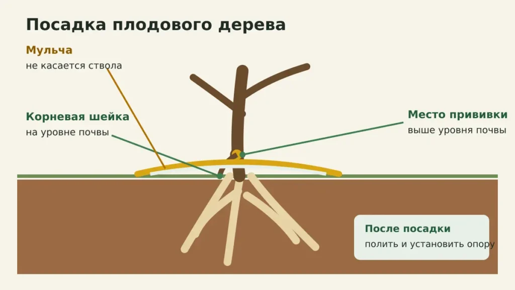 Схема посадки плодового дерева