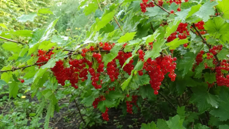 Спелые кисти красной смородины на кусте в саду