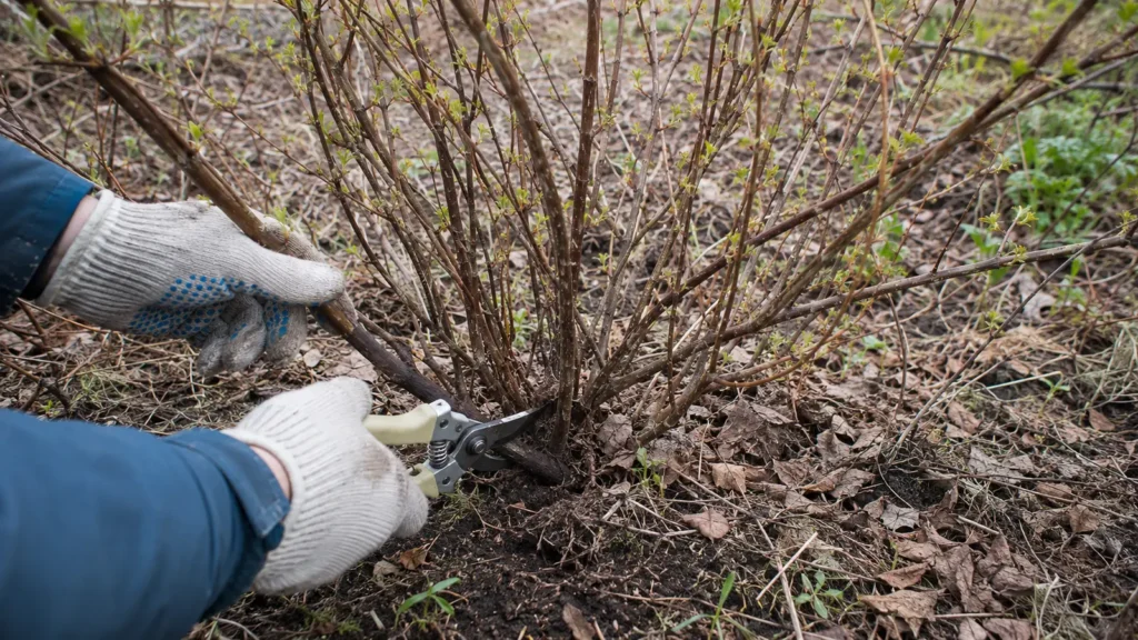 Прореживающая обрезка взрослого куста съедобной жимолости